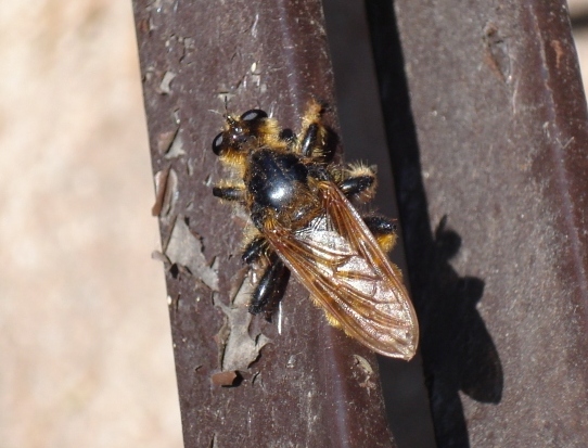 Pogonosoma maroccanum